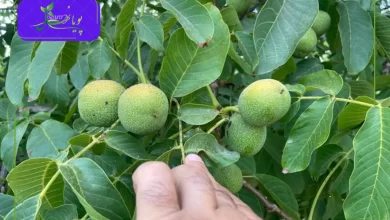 باردهی نهال گردو