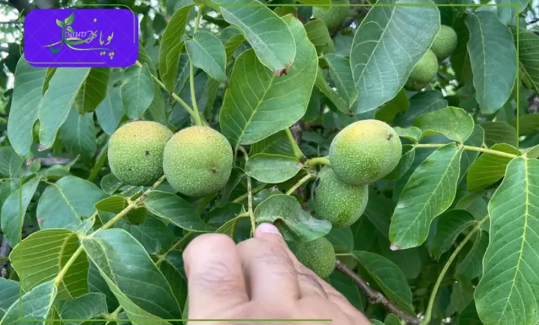 باردهی نهال گردو