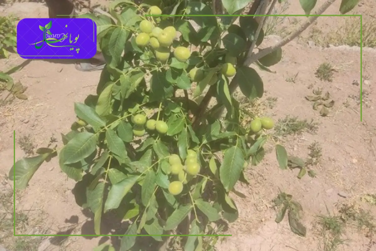 قیمت و سودآوری نهال گردو