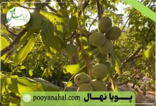 نهال گردو در ایران