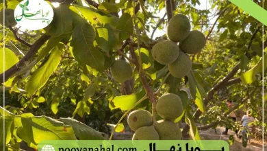 نهال گردو در ایران