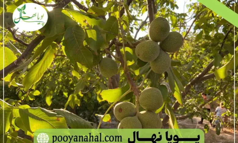 نهال گردو در ایران