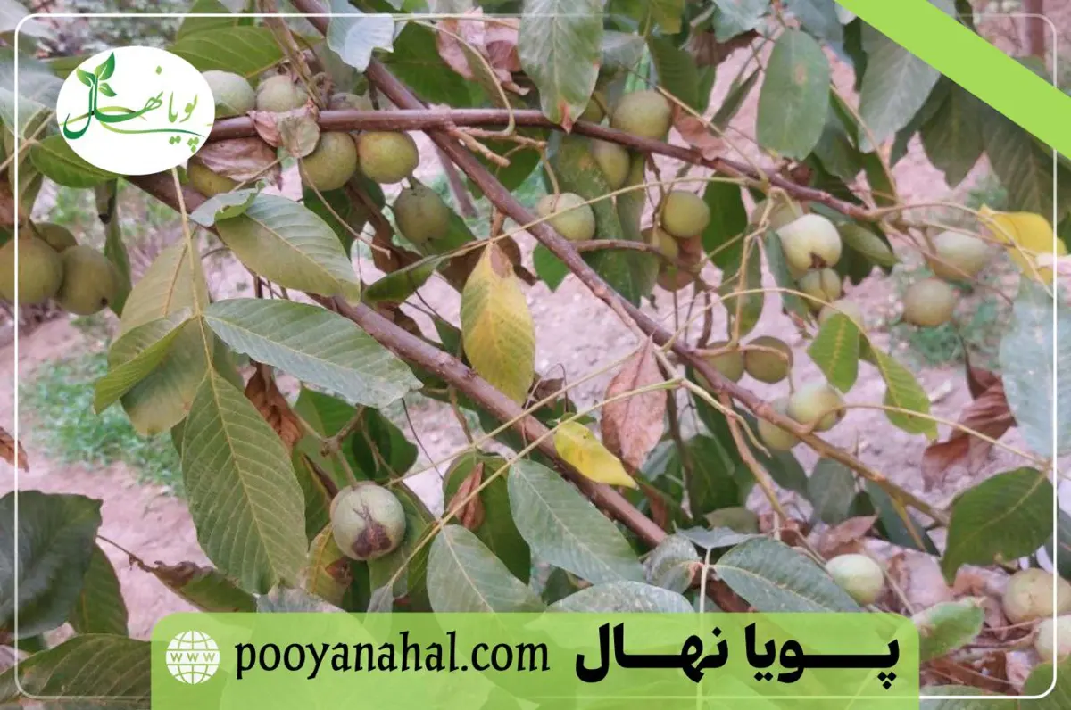 باردهی گردو ژنوتیپ