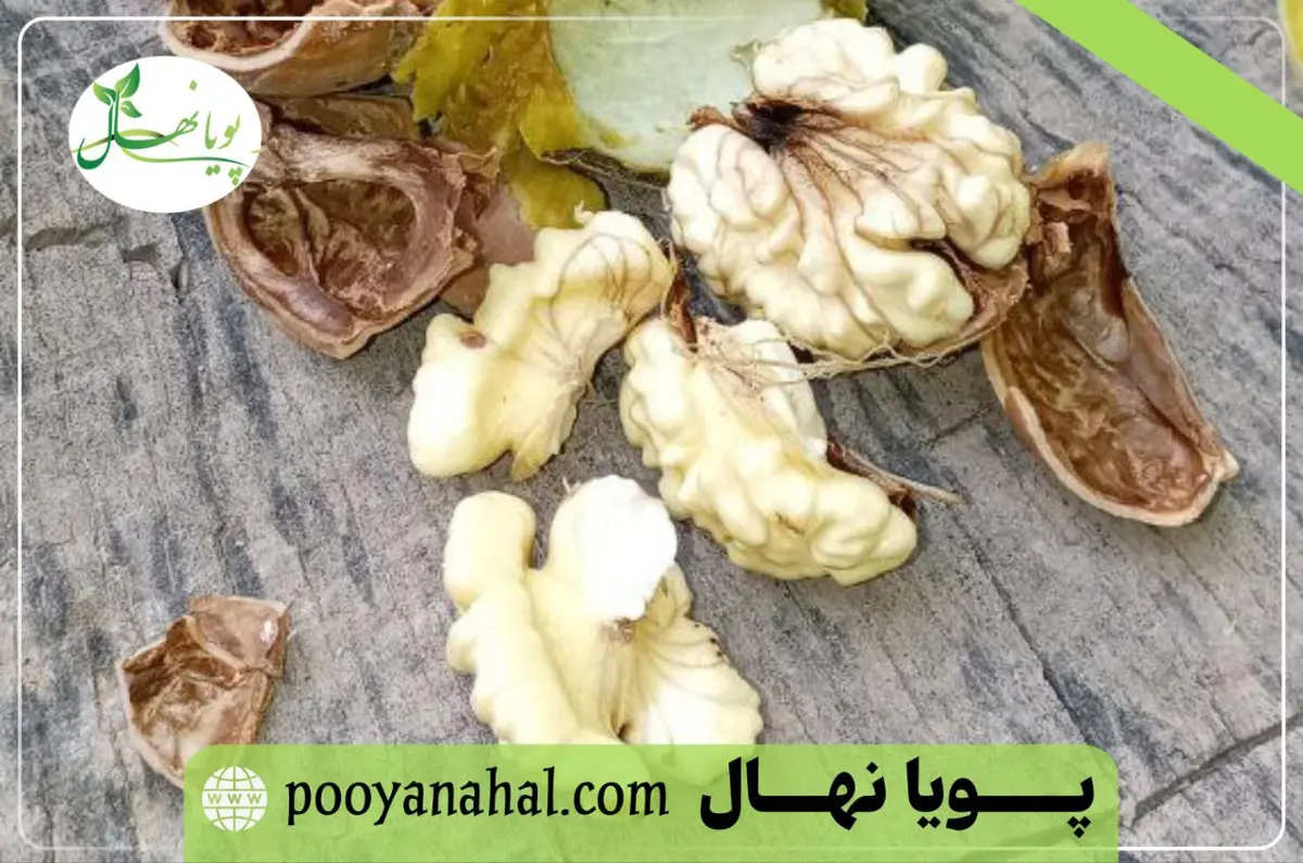میوه گردو چندلر