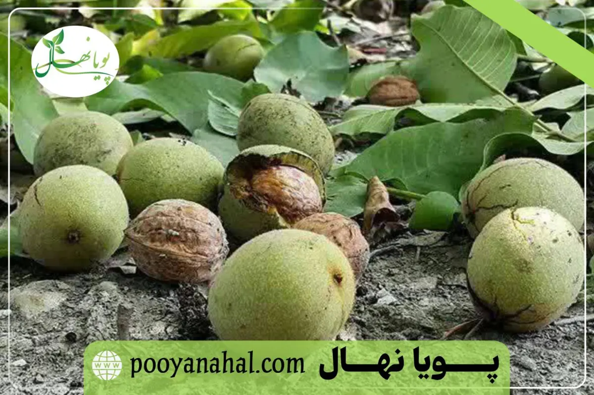 میوه گردو خوشه ای
