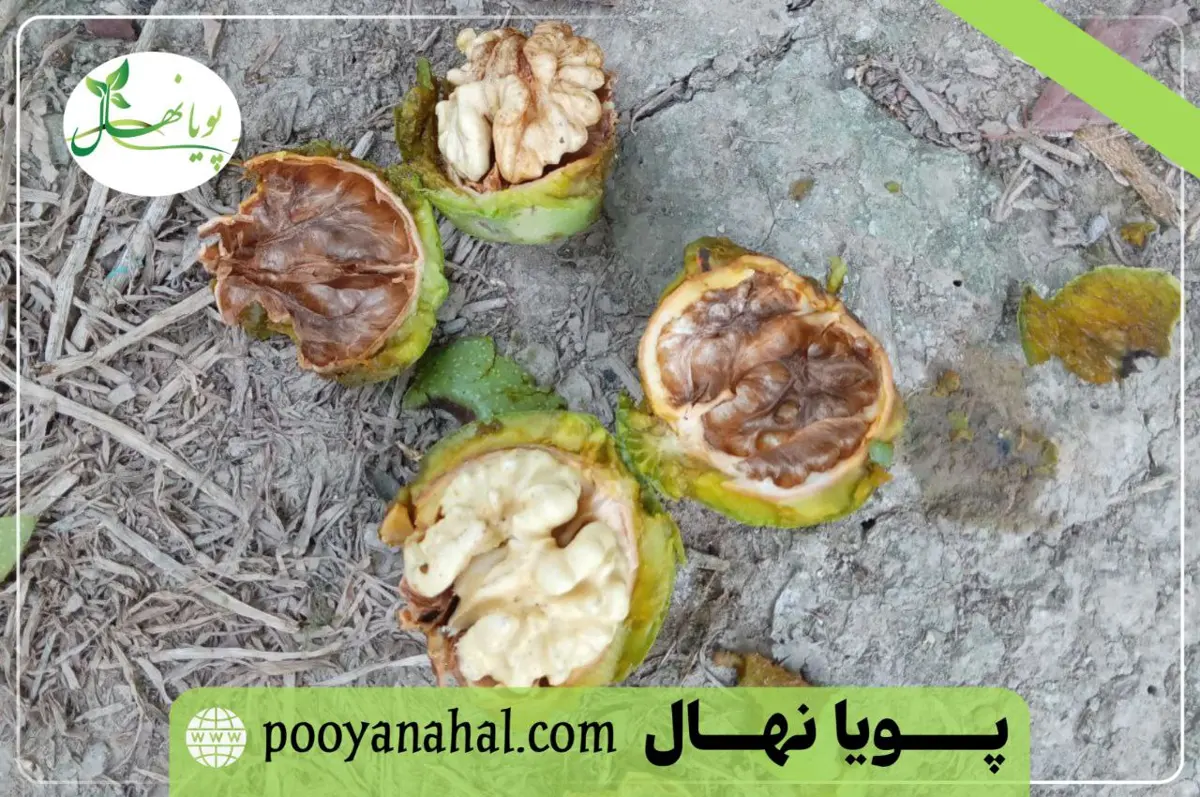 میوه گردو فرنور