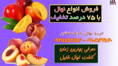 معرفی بهترین زمان کاشت نهال شلیل