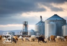 گله گاو و گوسفند در کنار سیلوهای فلزی ذخیره نهاده‌های دامی؛ نمادی از تأمین و توزیع خوراک دام توسط مجموعه تجارت دانه کیهان