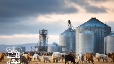 گله گاو و گوسفند در کنار سیلوهای فلزی ذخیره نهاده‌های دامی؛ نمادی از تأمین و توزیع خوراک دام توسط مجموعه تجارت دانه کیهان