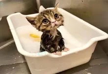 گربه‌ها استاد نظافت شخصی