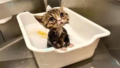 گربهها استاد نظافت شخصی