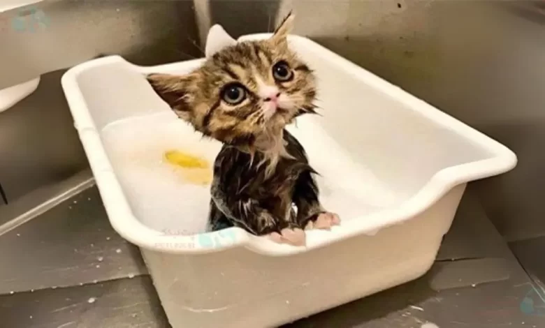 گربهها استاد نظافت شخصی