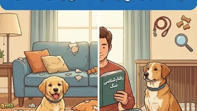 خرابکاری سگ ها