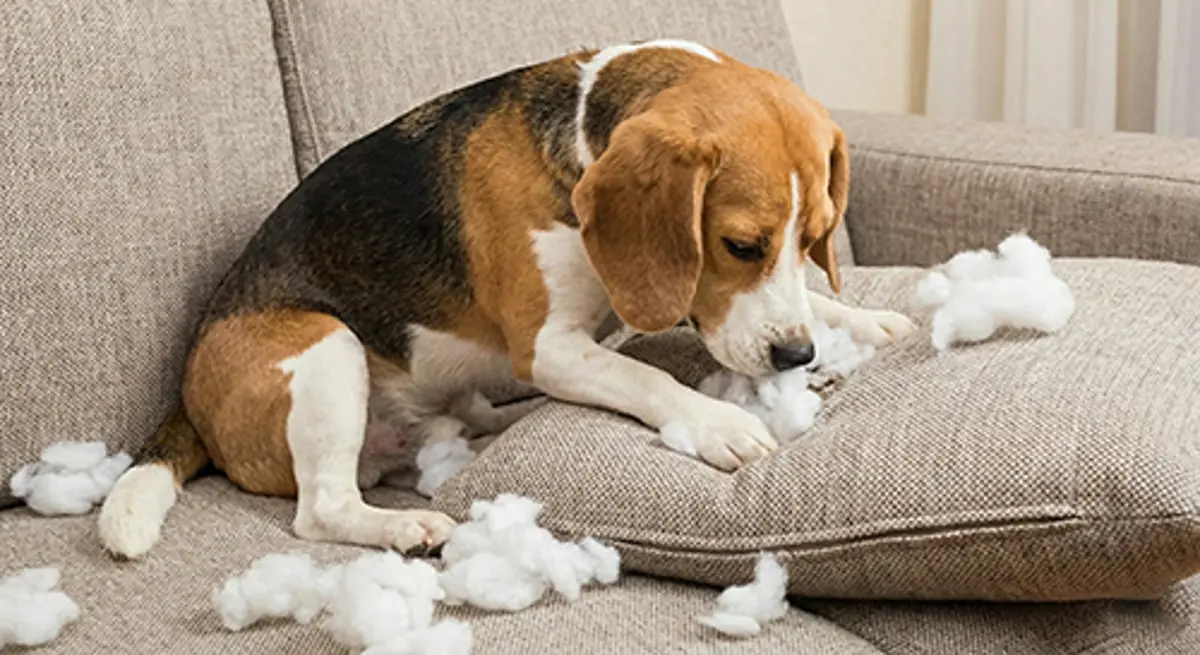 خرابکاری سگها