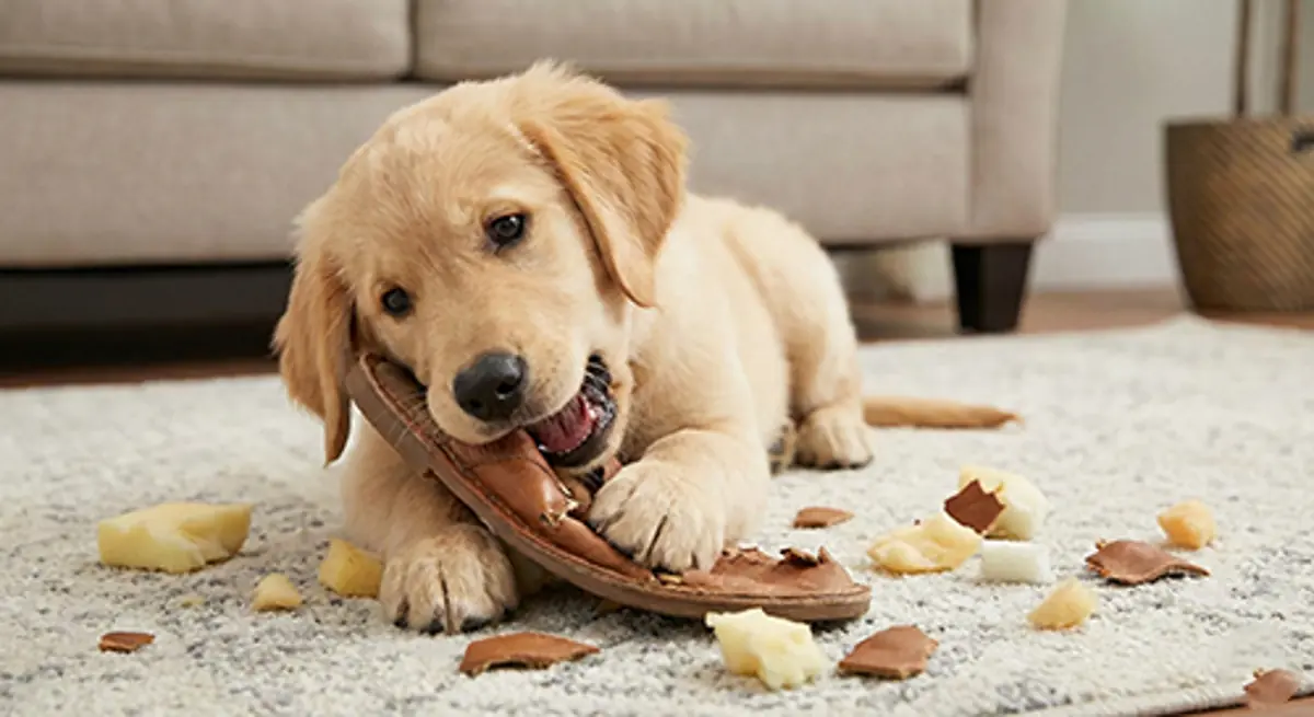 خرابکاری توله