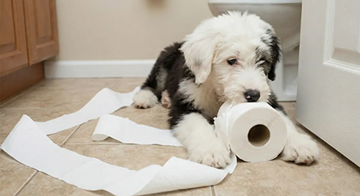 خرابکاری توله سگ